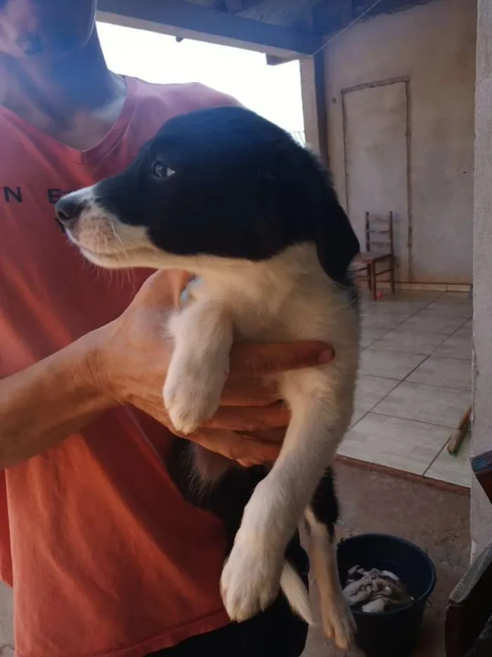 Cachorro raça Border Collie  idade 2 a 6 meses nome Vários 
