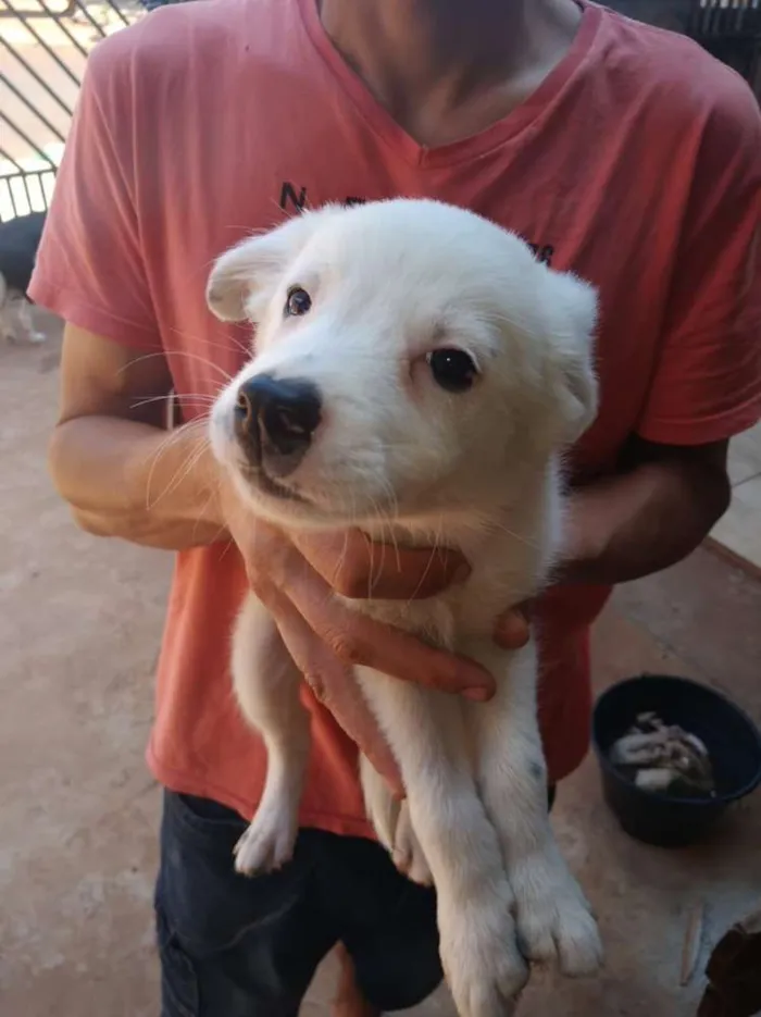 Cachorro raça Border Collie  idade 2 a 6 meses nome Vários 