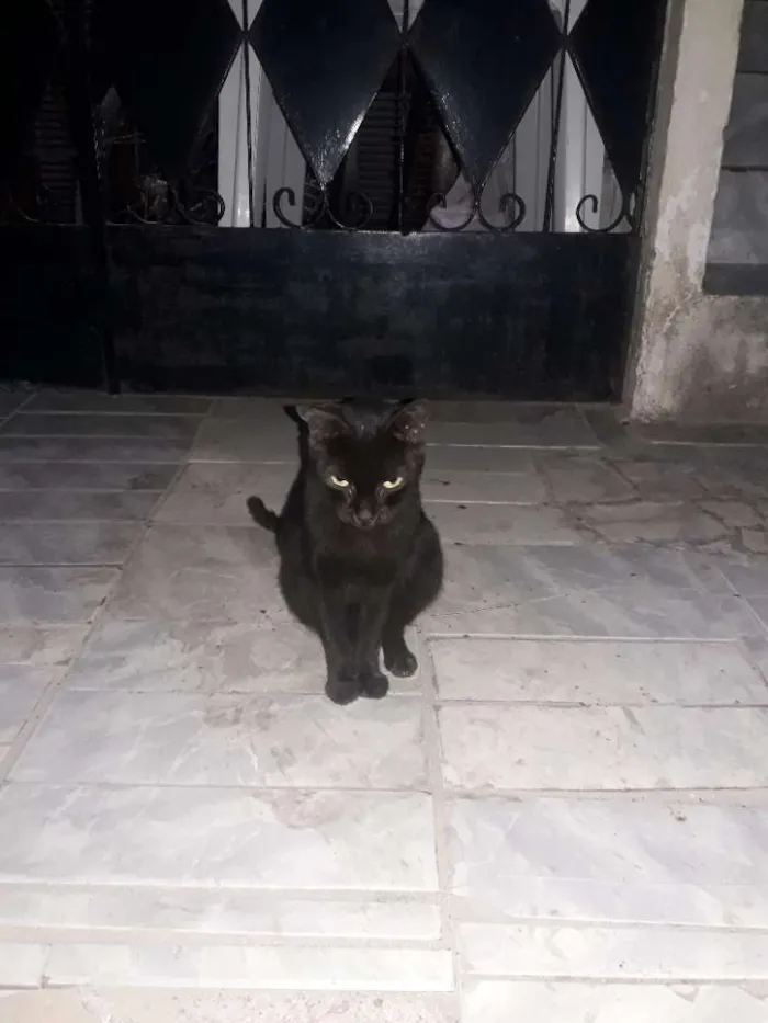 Gato ra a  idade 7 a 11 meses nome Guardiã 