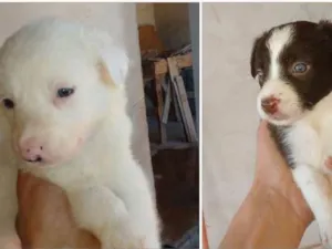 Cachorro raça Border Collie  idade 2 a 6 meses nome Vários 