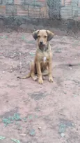 Jujuba