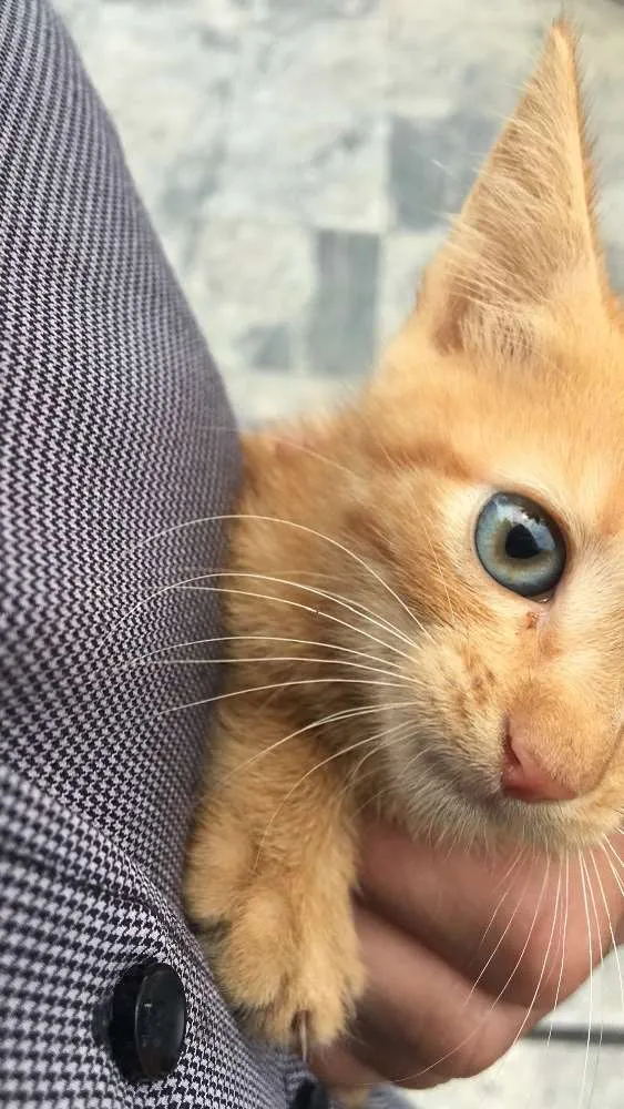 Gato ra a Sem raça  idade Abaixo de 2 meses nome Nao possui
