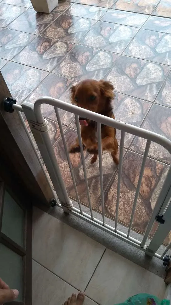 Cachorro raça SRD mixto de Basset com Lhasa idade 1 ano nome Mel