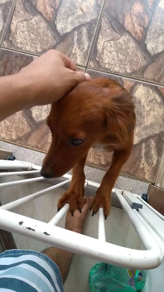 Cachorro raça SRD mixto de Basset com Lhasa idade 1 ano nome Mel