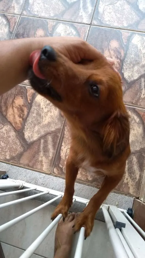 Cachorro raça SRD mixto de Basset com Lhasa idade 1 ano nome Mel