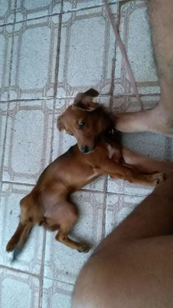 Cachorro raça SRD mixto de Basset com Lhasa idade 1 ano nome Mel