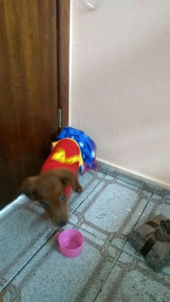 Cachorro raça SRD mixto de Basset com Lhasa idade 1 ano nome Mel