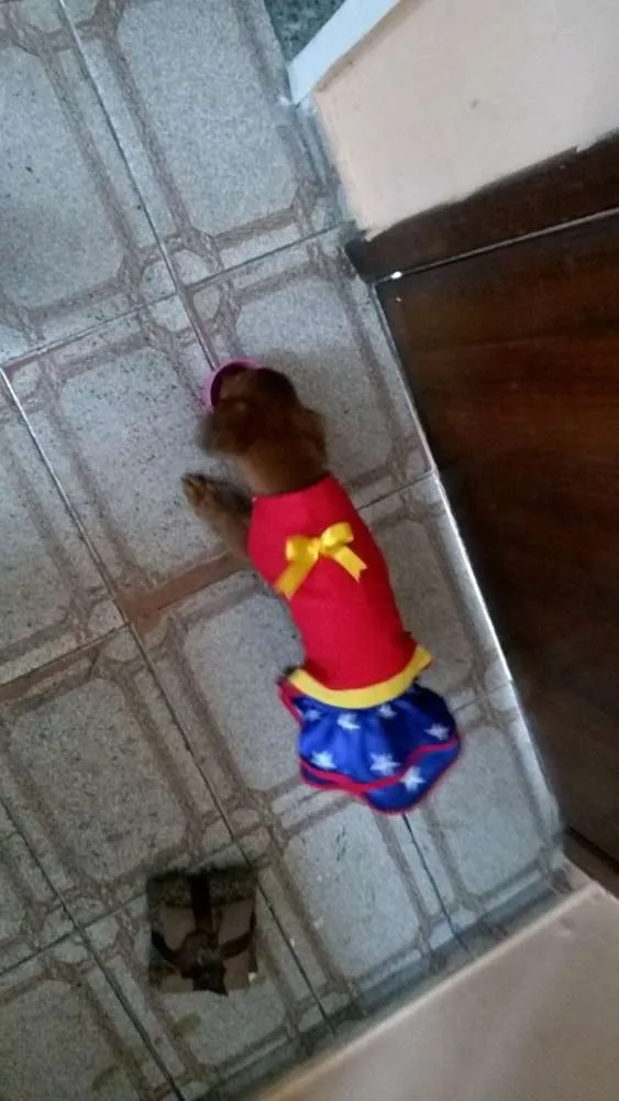 Cachorro raça SRD mixto de Basset com Lhasa idade 1 ano nome Mel