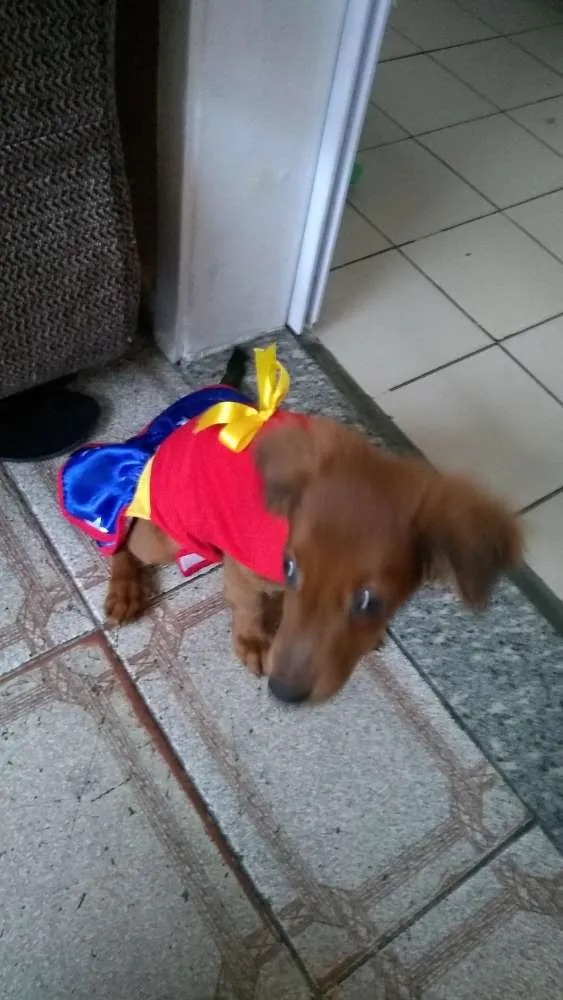 Cachorro raça SRD mixto de Basset com Lhasa idade 1 ano nome Mel