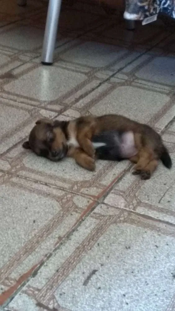 Cachorro raça SRD mixto de Basset com Lhasa idade 1 ano nome Mel