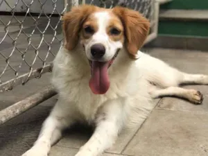 Cachorro raça  idade 2 anos nome Bongo