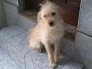 Cachorro raça  idade 7 a 11 meses nome Picolé
