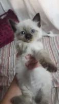 Lulu
