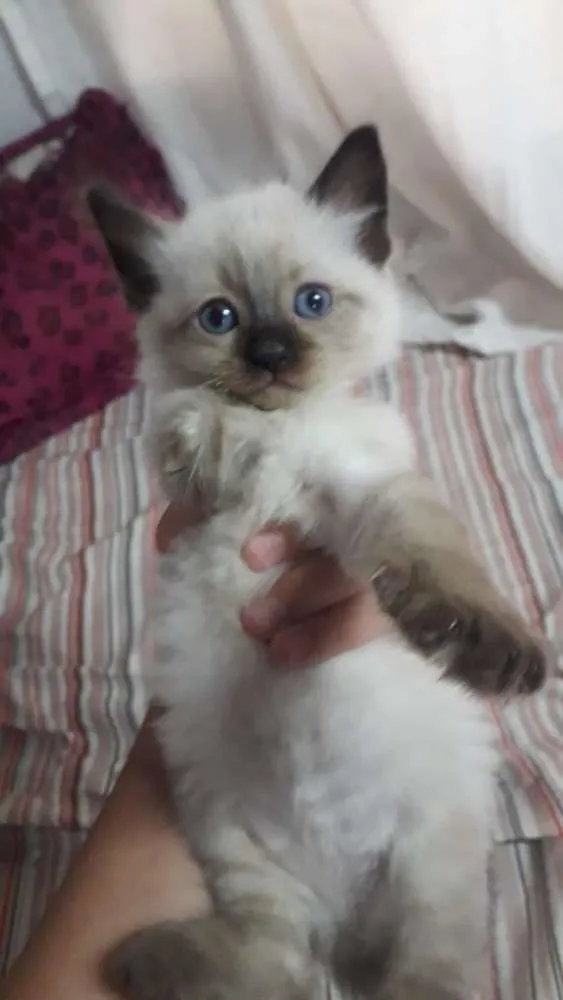 Gato ra a Srd idade Abaixo de 2 meses nome Lulu