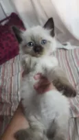 Lulu