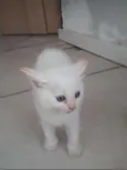 Nina