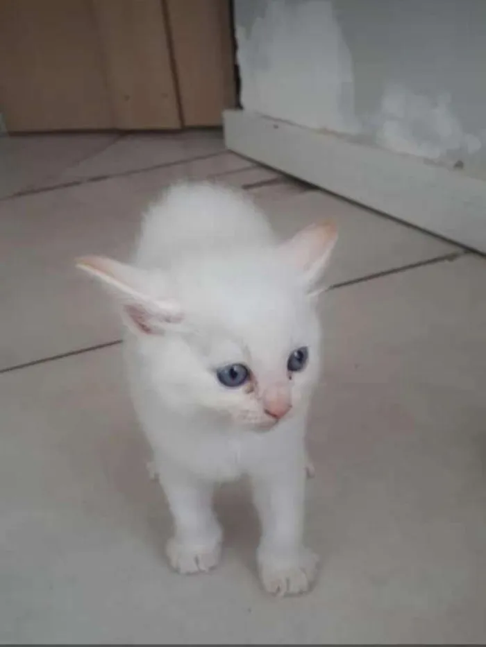 Gato ra a Srd idade Abaixo de 2 meses nome Nina