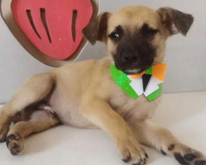 Cachorro ra a SRD idade 2 a 6 meses nome LEO