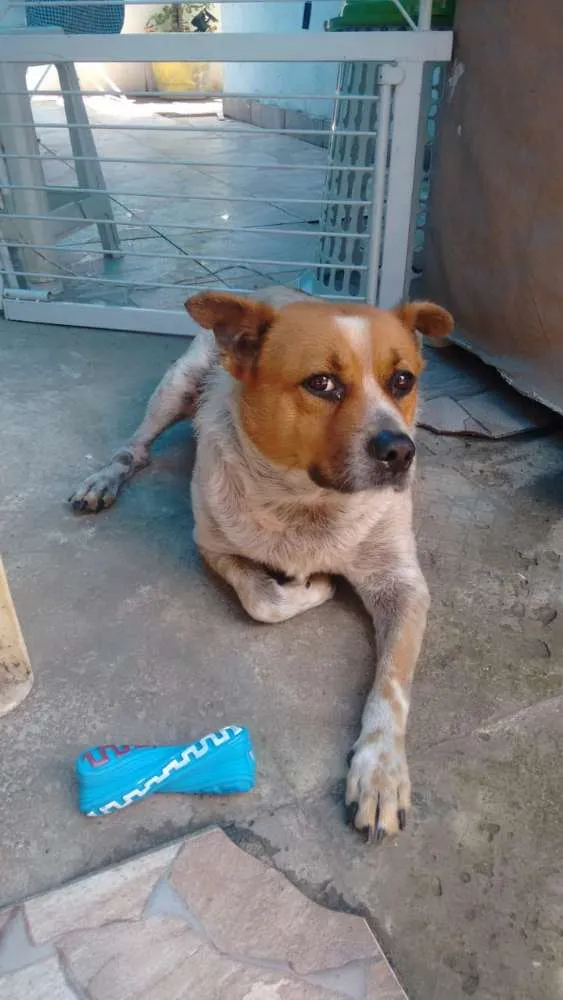 Cachorro ra a indefinida idade 5 anos nome lui