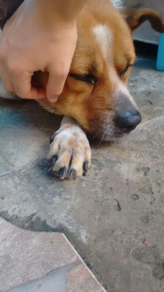 Cachorro ra a indefinida idade 5 anos nome lui