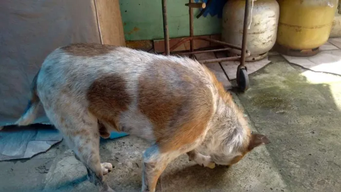 Cachorro ra a indefinida idade 5 anos nome lui