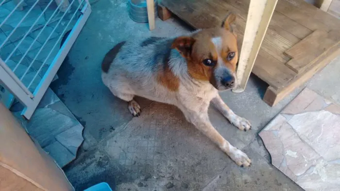 Cachorro ra a indefinida idade 5 anos nome lui