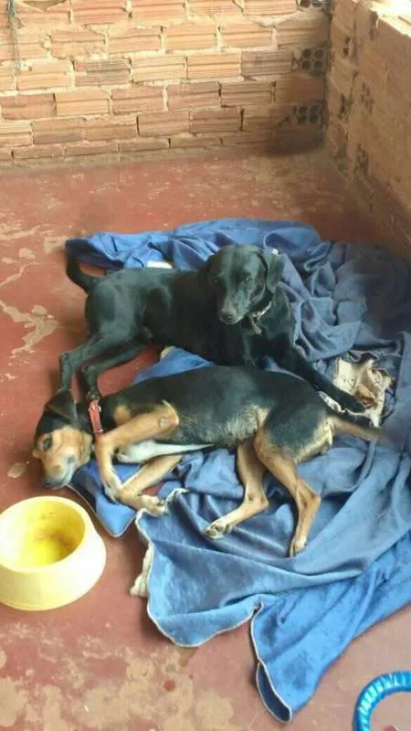 Cachorro raça Vira lata idade 6 ou mais anos nome Kely e Neginho
