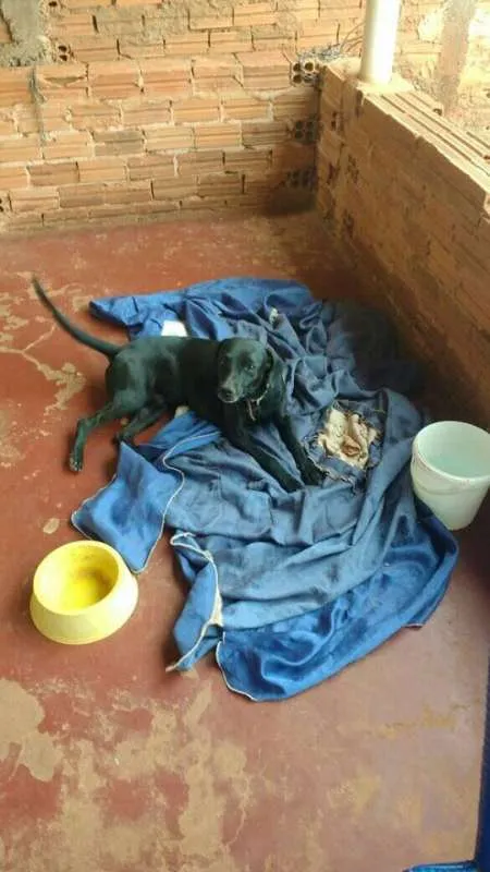 Cachorro raça Vira lata idade 6 ou mais anos nome Kely e Neginho