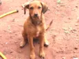 Jujuba