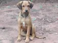 Jujuba