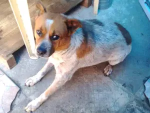 Cachorro raça indefinida idade 5 anos nome lui