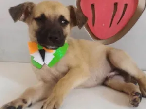 Cachorro raça SRD idade 2 a 6 meses nome LEO
