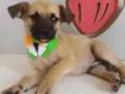 LEO