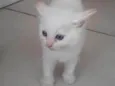 Nina
