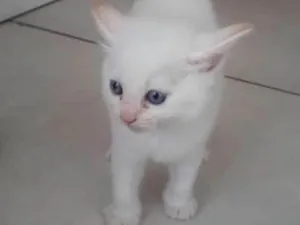 Gato raça Srd idade Abaixo de 2 meses nome Nina