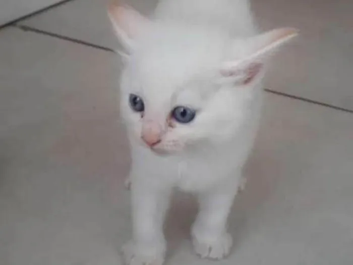 Gato ra a Srd idade Abaixo de 2 meses nome Nina
