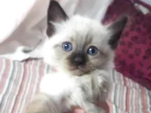 Gato raça Srd idade Abaixo de 2 meses nome Lulu