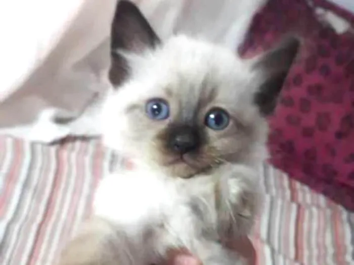 Gato ra a Srd idade Abaixo de 2 meses nome Lulu