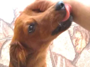 Cachorro raça SRD mixto de Basset com Lhasa idade 1 ano nome Mel