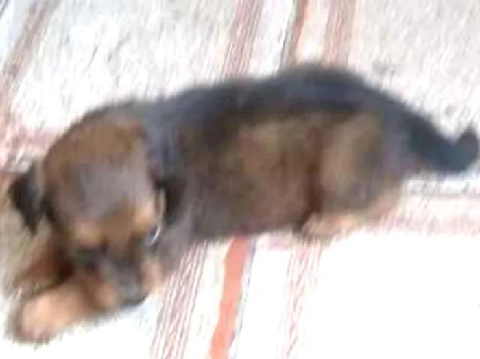 Cachorro raça SRD mixto de Basset com Lhasa idade 1 ano nome Mel