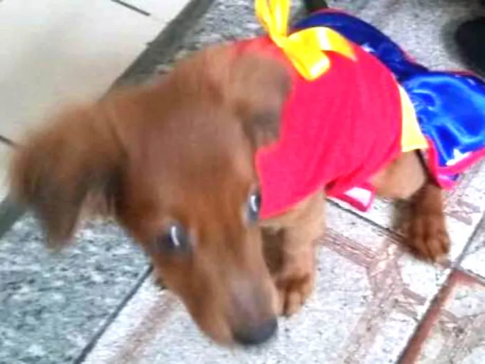 Cachorro raça SRD mixto de Basset com Lhasa idade 1 ano nome Mel