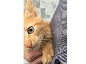Gato raça Sem raça  idade Abaixo de 2 meses nome Nao possui