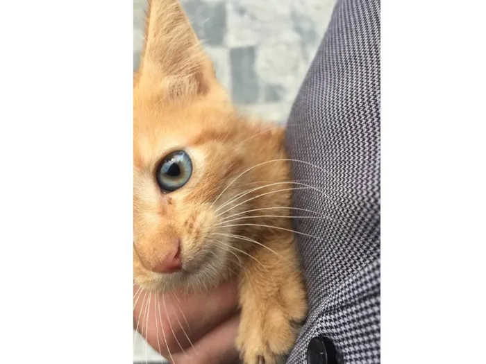 Gato ra a Sem raça  idade Abaixo de 2 meses nome Nao possui