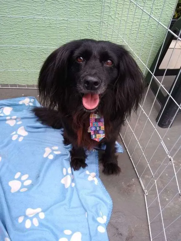 Cachorro ra a SRD idade 3 anos nome Brigadeiro