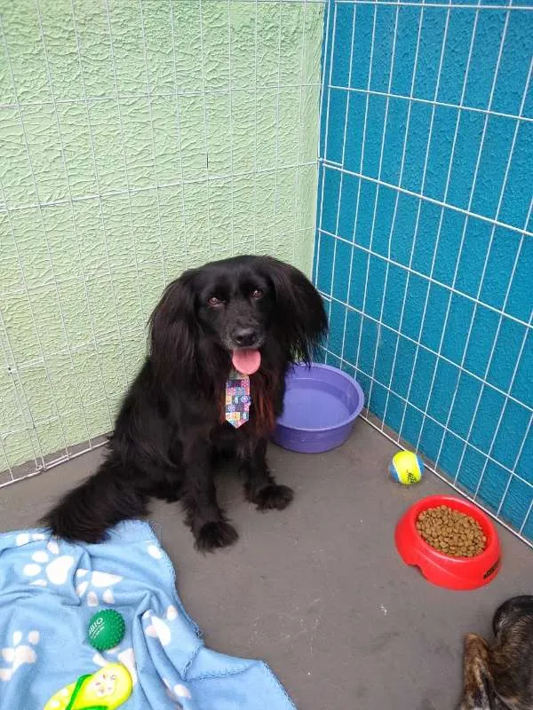 Cachorro ra a SRD idade 3 anos nome Brigadeiro