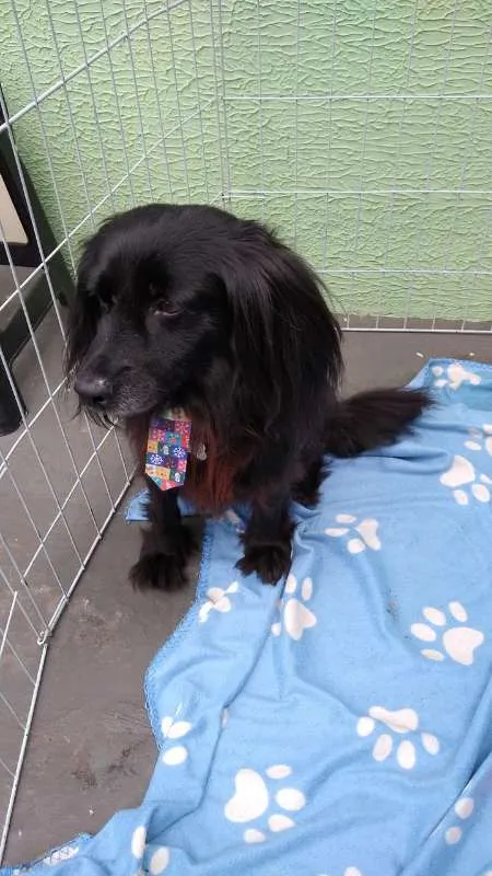 Cachorro ra a SRD idade 3 anos nome Brigadeiro
