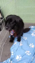 Brigadeiro