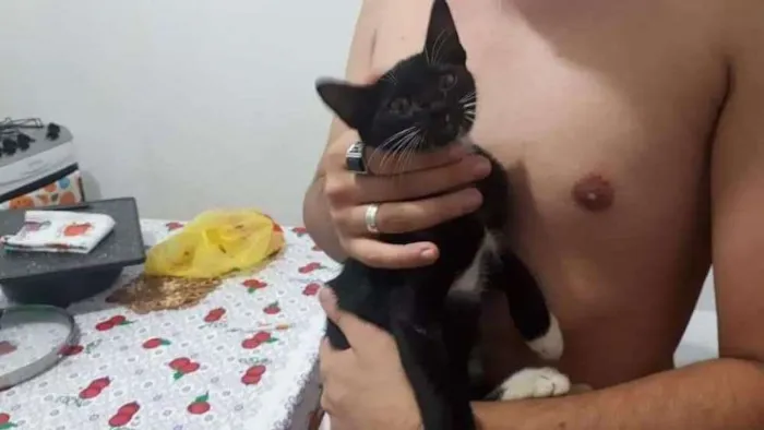 Gato ra a SRD idade 2 a 6 meses nome Sem nome