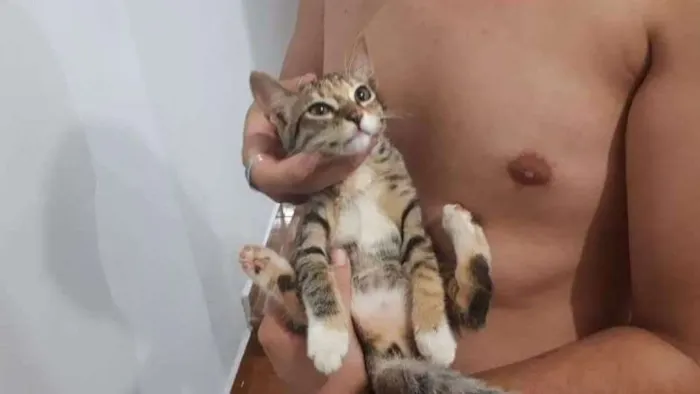 Gato ra a SRD idade 2 a 6 meses nome Sem nome
