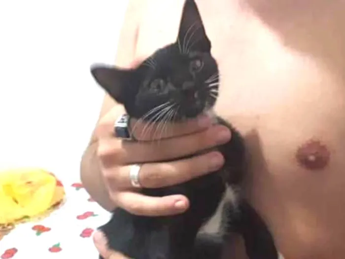 Gato ra a SRD idade 2 a 6 meses nome Sem nome